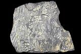Wide Fossil Seed Fern Plate - Pennsylvania #79636-1